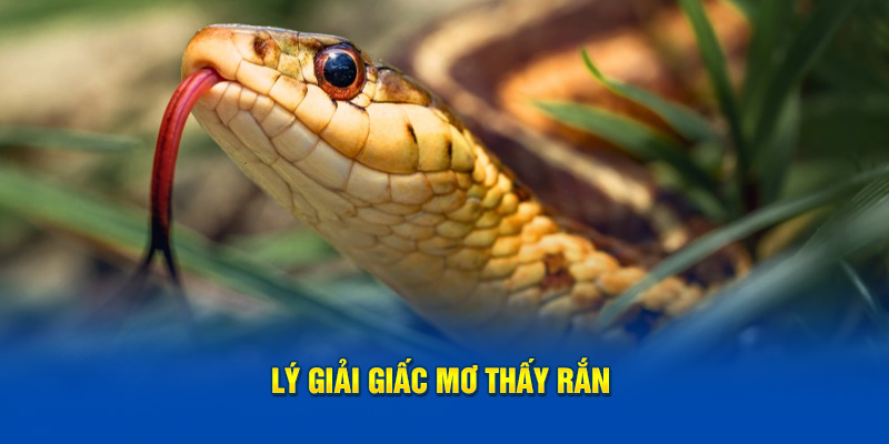 Lý giải giấc mơ thấy rắn